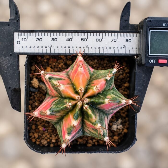 gymnocalycium mihanovichii variegata - Image 2
