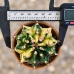 gymnocalycium mihanovichii variegata - Image 2