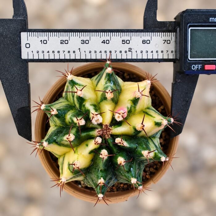 gymnocalycium mihanovichii variegata - Image 2