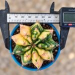 gymnocalycium mihanovichii variegata - Image 2