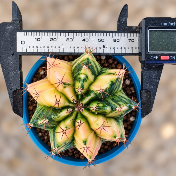 gymnocalycium mihanovichii variegata - Image 2