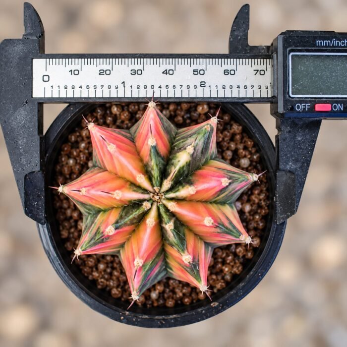 gymnocalycium mihanovichii variegata - Image 2