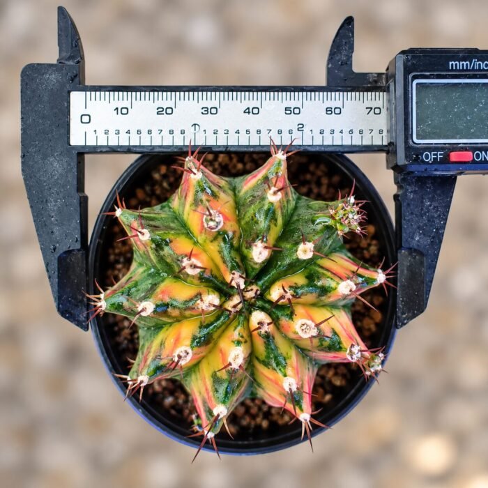gymnocalycium mihanovichii variegata - Image 2
