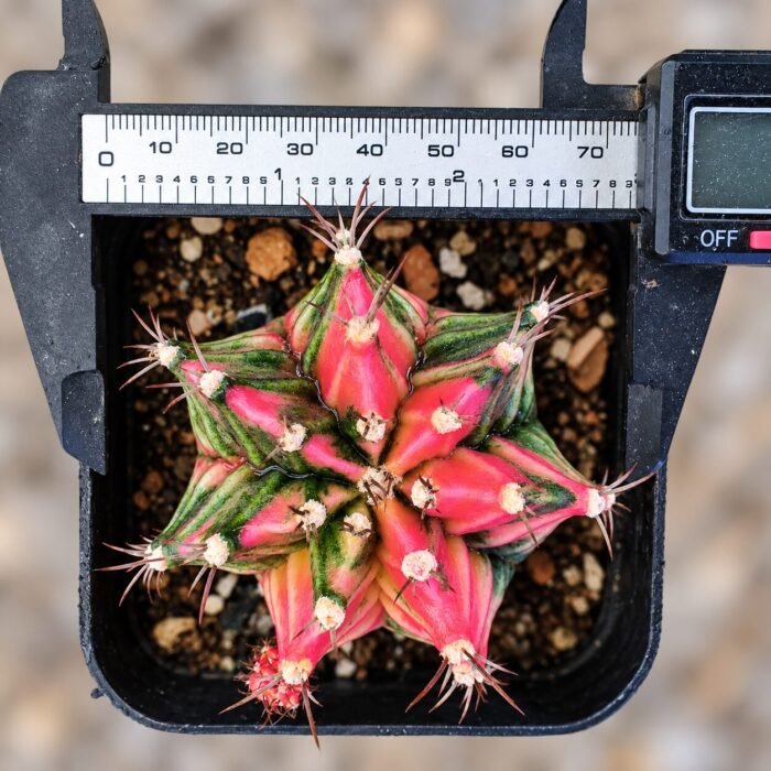 gymnocalycium mihanovichii variegata - Image 2