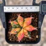 gymnocalycium mihanovichii variegata - Image 2