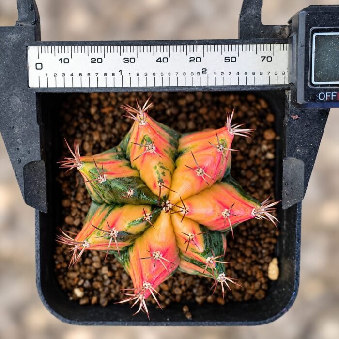 gymnocalycium mihanovichii variegata - Image 2