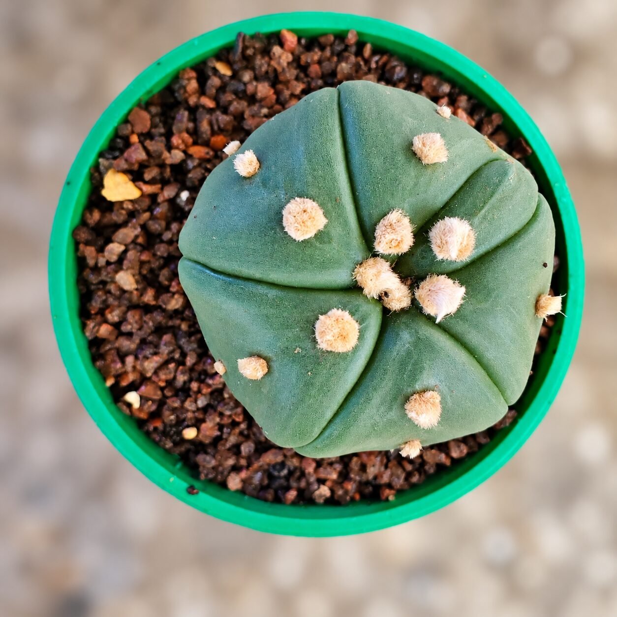 1000065841-BZzqTH-82 Astrophytum asterias Turtle - Image 1