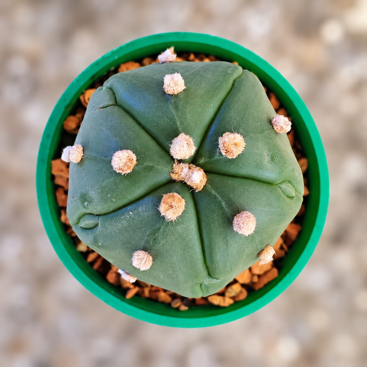 1000065843-jT6RSU-82 Astrophytum asterias Turtle - Image 1
