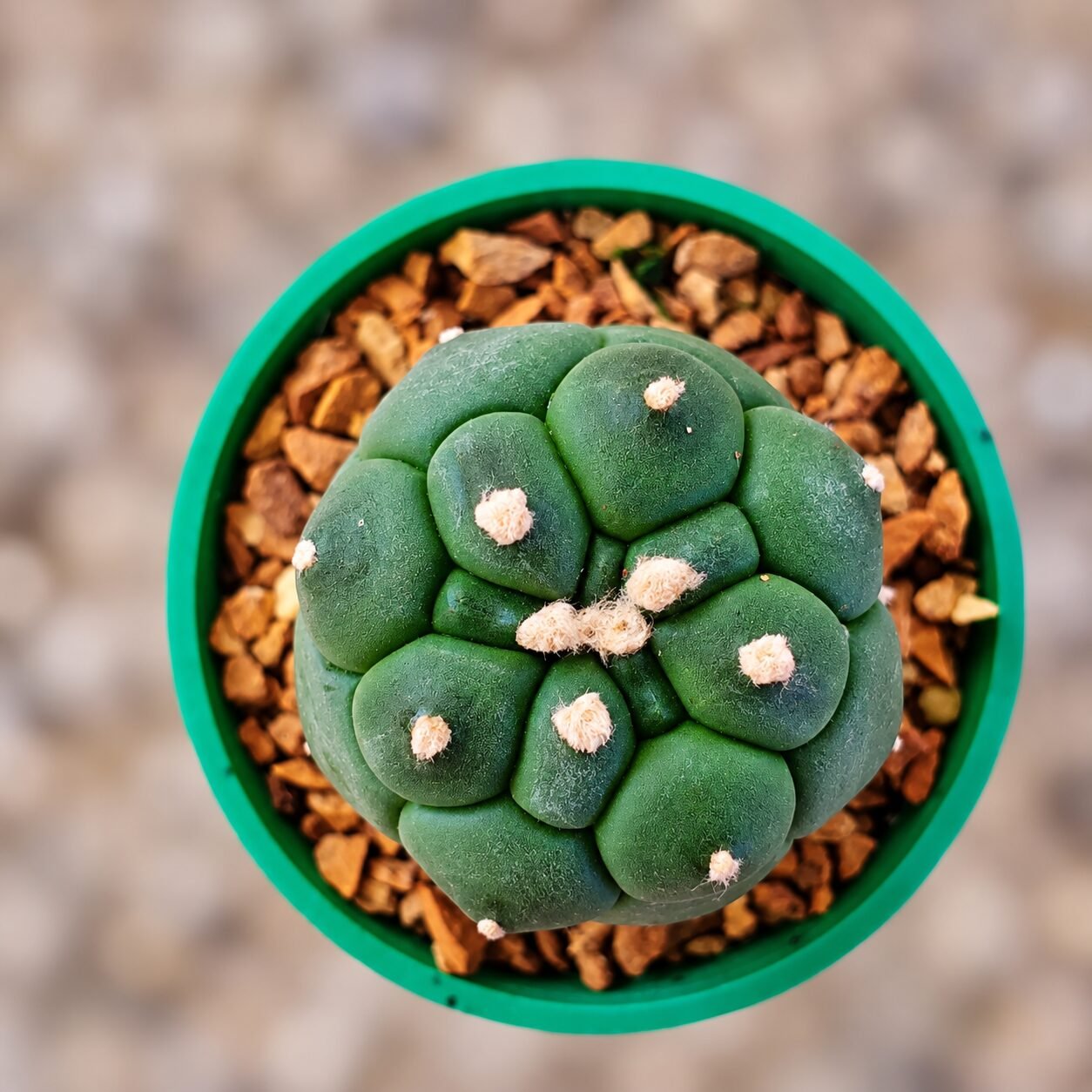 1000065845-8qZRaG-82 Astrophytum asterias Turtle - Image 1