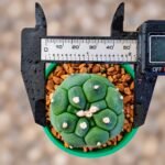 Astrophytum asterias Turtle - Image 2
