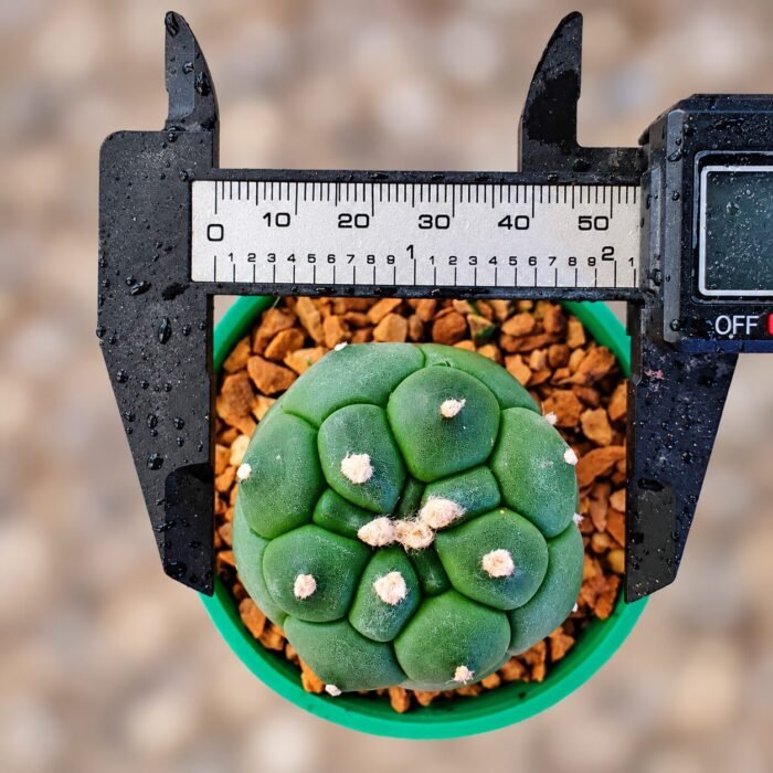 Astrophytum asterias Turtle - Image 2