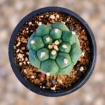 Astrophytum asterias Turtle