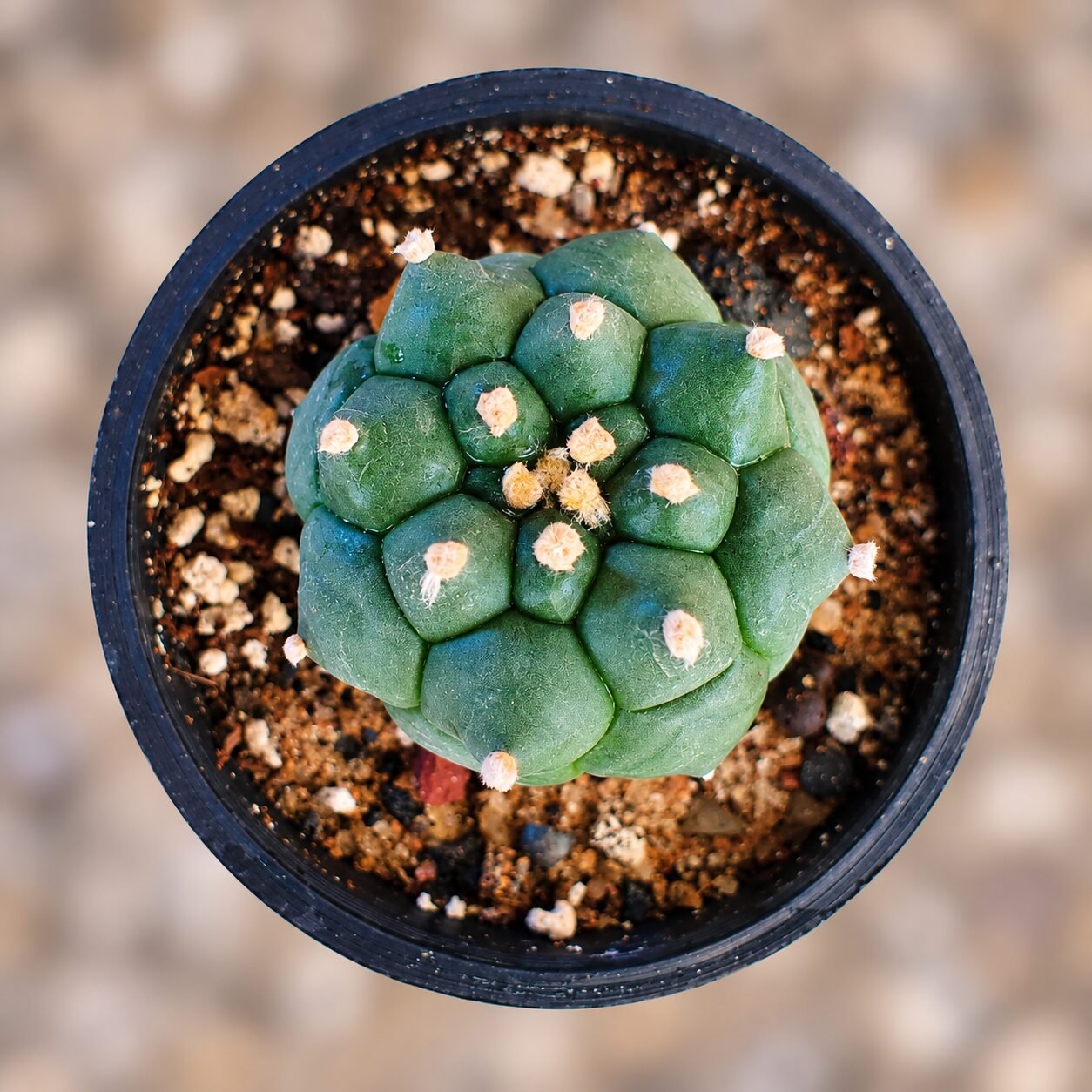 1000065847-HOlPvq-82 Astrophytum asterias Turtle - Image 1