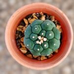 Astrophytum asterias Turtle