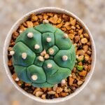 Astrophytum asterias Turtle