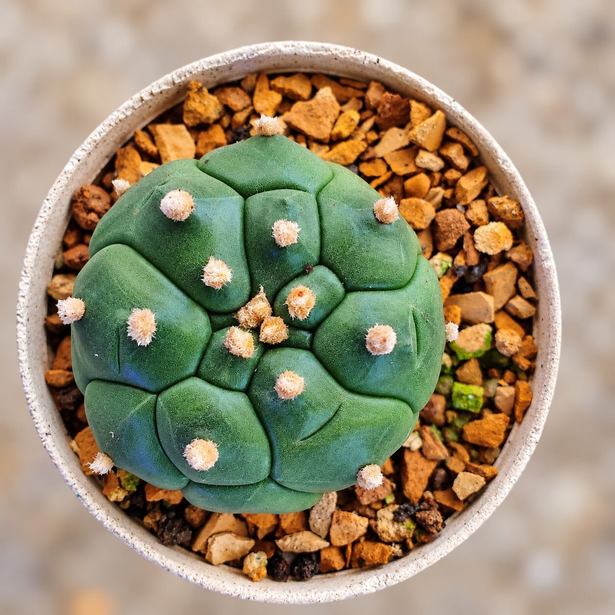 1000065851-t5rqzV-82 Astrophytum asterias Turtle - Image 1