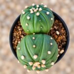 Astrophytum asterias turtle