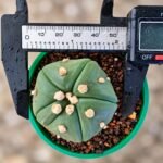 Astrophytum asterias Turtle - Image 2