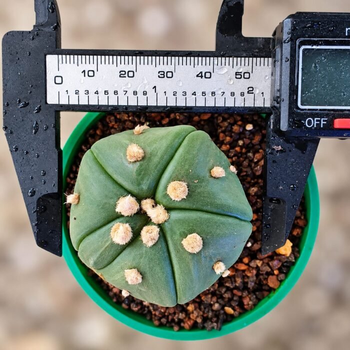 Astrophytum asterias Turtle - Image 2