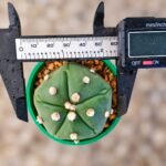 Astrophytum asterias Turtle - Image 2