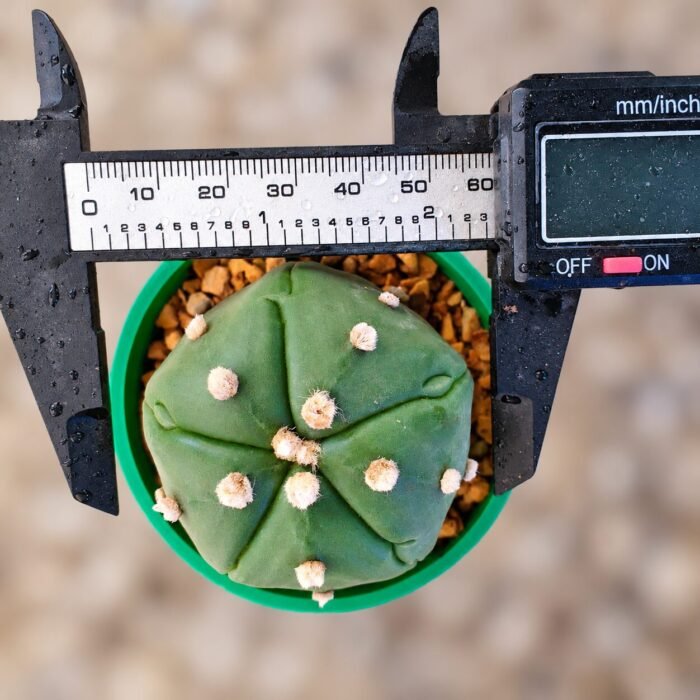Astrophytum asterias Turtle - Image 2