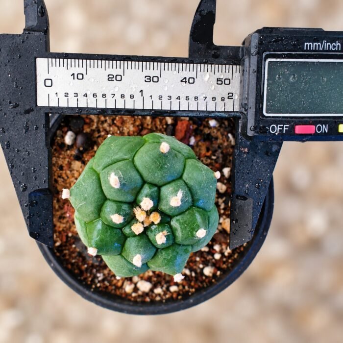 Astrophytum asterias Turtle - Image 2