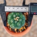 Astrophytum asterias Turtle - Image 2