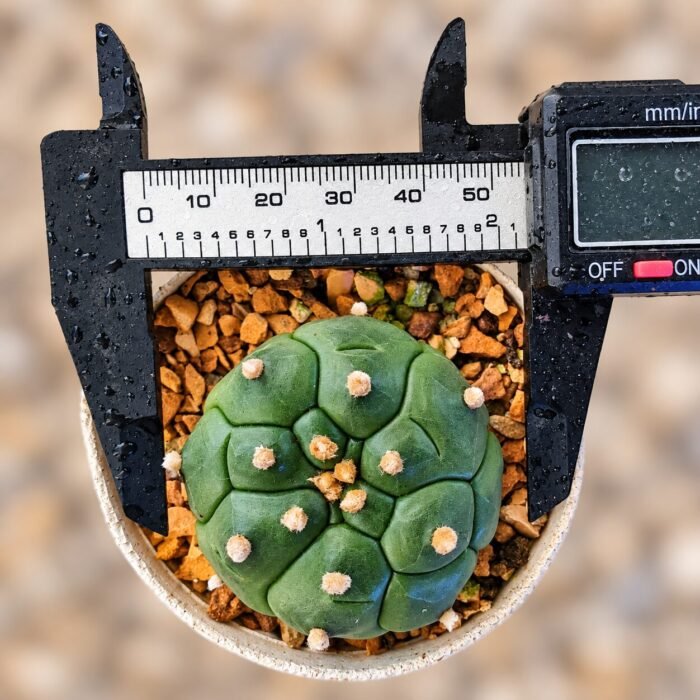 Astrophytum asterias Turtle - Image 2