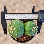 Astrophytum asterias turtle - Image 2