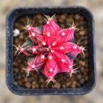 gymnocalycium mihanovichii variegata