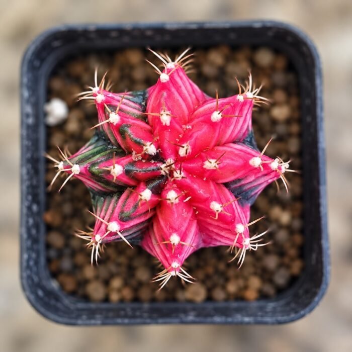 gymnocalycium mihanovichii variegata - Image 3