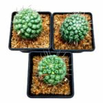 Mammillaria Schumannii singel spine - Image 3