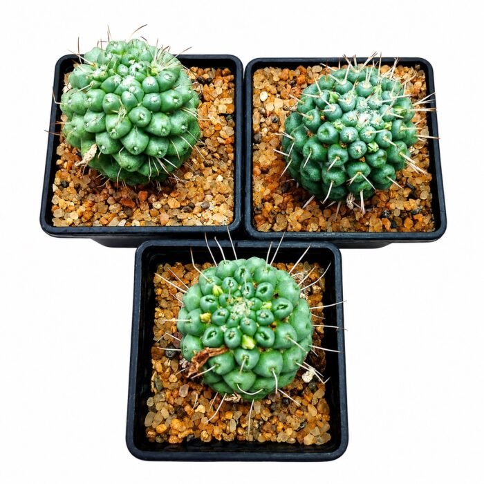 Mammillaria Schumannii singel spine - Image 3