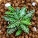 euphorbia tulearensis seed grown 2years
