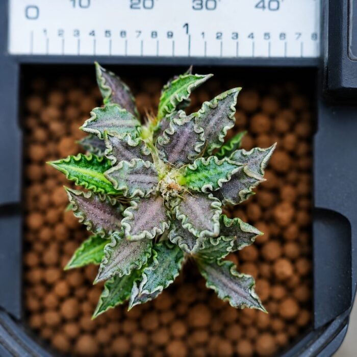 euphorbia tulearensis seed grown 2years - Image 3