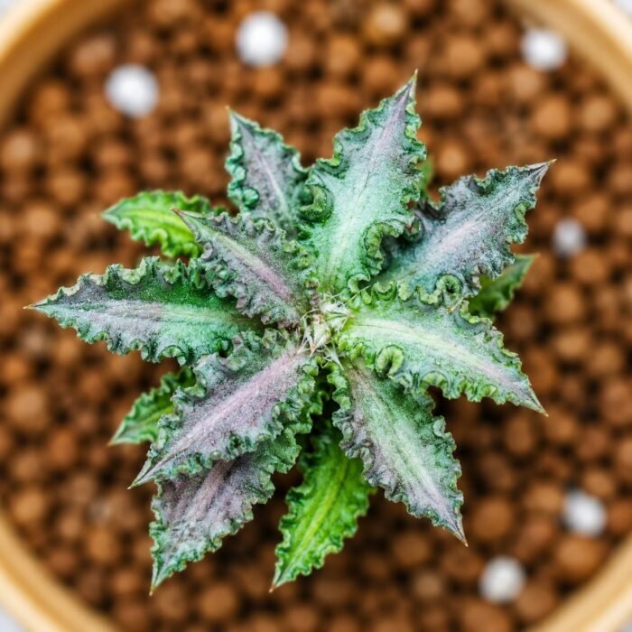 euphorbia tulearensis seed grown 2years - Image 2