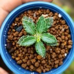 euphorbia tulearensis seed grown 1years
