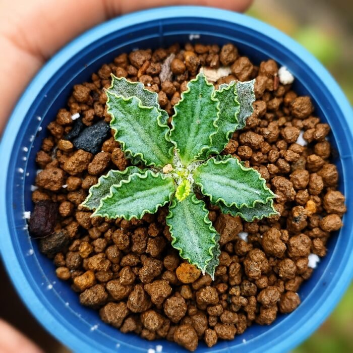 euphorbia tulearensis seed grown 1years - Image 3
