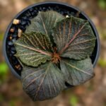 euphorbia tulearensis fancusi seed grown 2years