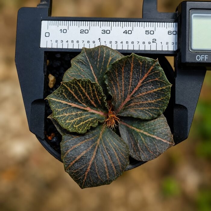 euphorbia tulearensis fancusi seed grown 2years - Image 2