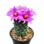 Mammillaria Schumannii singel spine