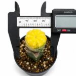 astrophytum asterias variegated grafted - Image 2