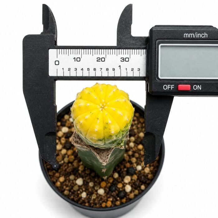 astrophytum asterias variegated grafted - Image 2