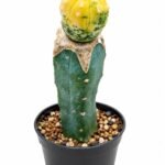 astrophytum asterias variegated grafted