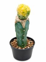 astrophytum asterias variegated grafted