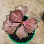 euphorbia tulearensis fancusi pink bronze seed grown 2.5years