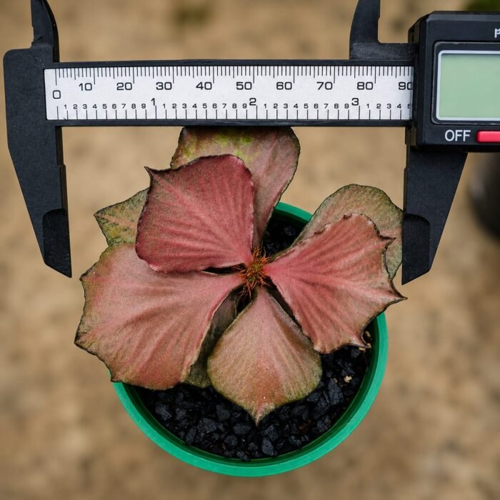 euphorbia tulearensis fancusi pink bronze seed grown 2.5years - Image 2