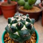 coryphantha taxa