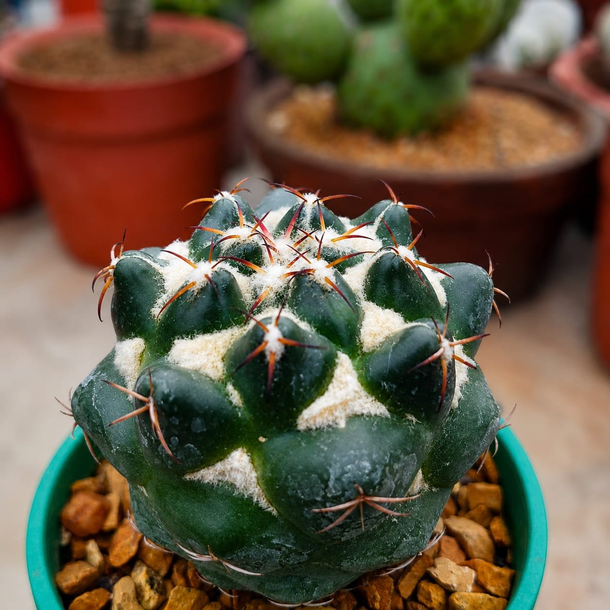 WhatsApp Image 2026-09-01 at 4.21.31 PM (1) coryphantha taxa - Image 1