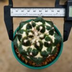 coryphantha taxa - Image 2